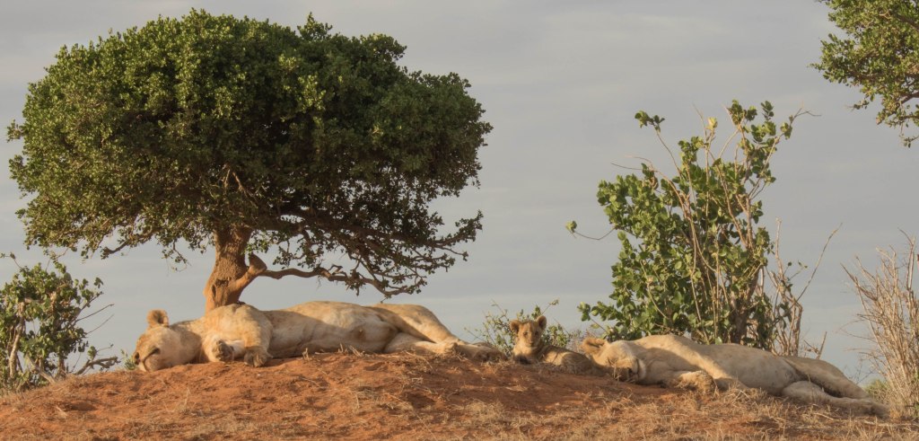 Tsavo, A Slow Revelation of Hidden&nbsp;Beauty