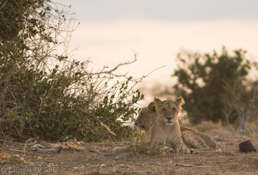 A weekend @&nbsp;Tsavo