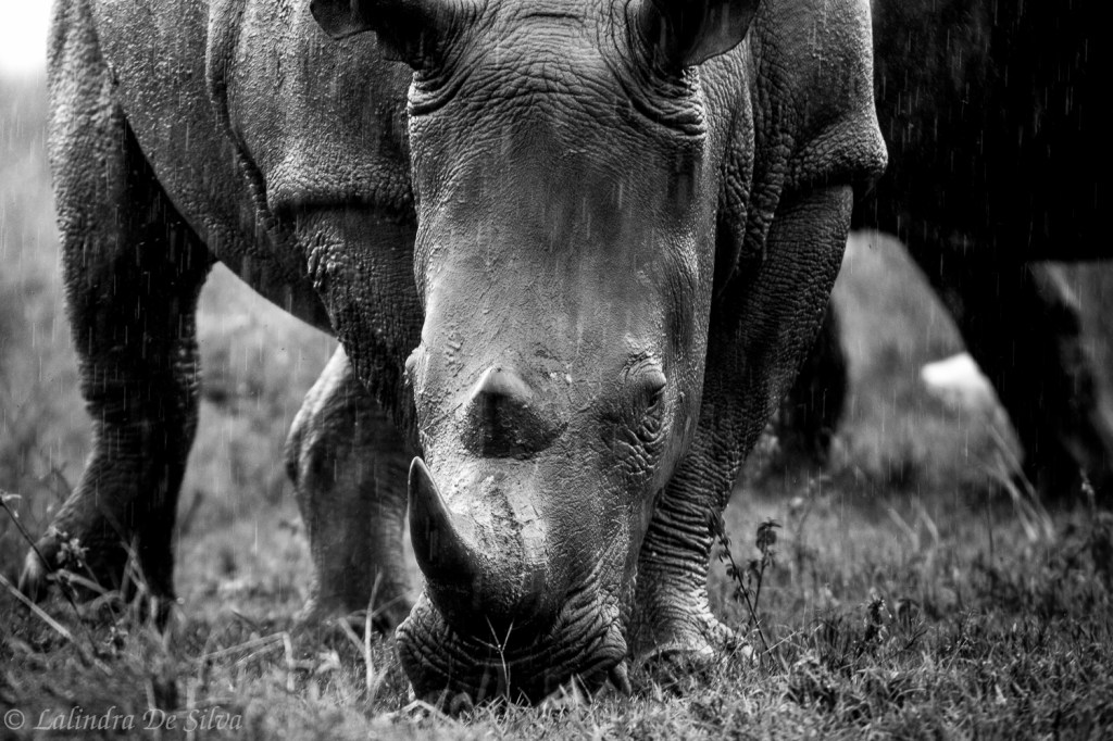 Encounter with the Rhino